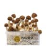 B+ kit de culture de champignons magiques paddo.shop