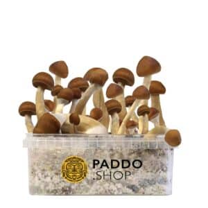 B+ magic mushroom grow kit paddo.shop