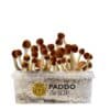 Cambodian paddo growkit paddo.shop