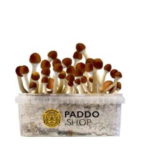 Cambodian mushroom grow kit paddo.shop