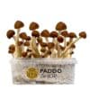 Colombian paddo growkit paddo.shop