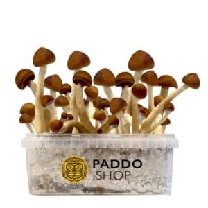 Colombian kit de cultivo de cogumelos mágicos paddo.shop