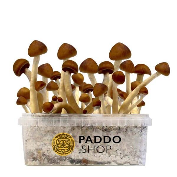 Colombian kit per la coltivazione di funghi magici paddo.shop