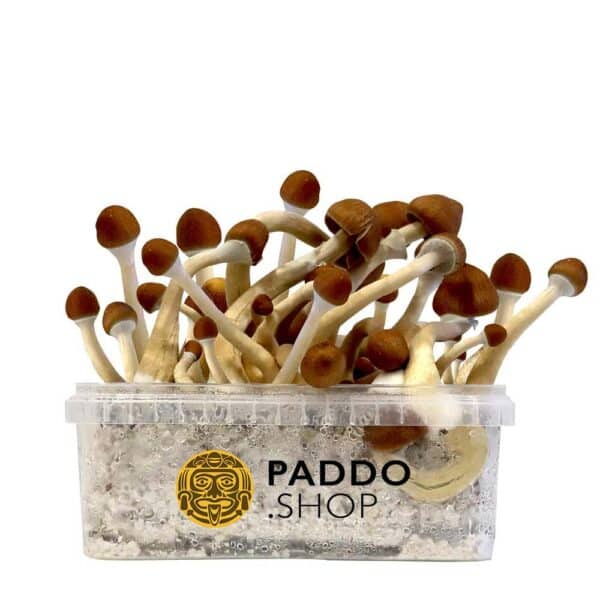 Ecuadorian kit de culture de champignons magiques paddo.shop