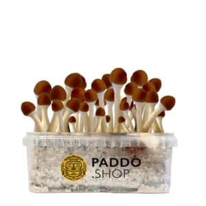 Golden Teacher mushroom grow kit paddo.shop