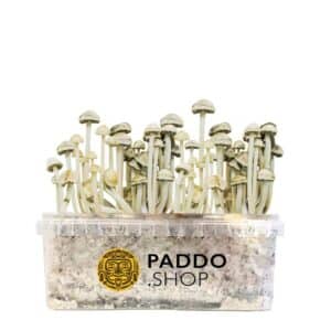 Hawaiian paddo growkit Copelandia Cyanescens paddo.shop