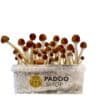 Mazatapec paddo growkit paddo.shop