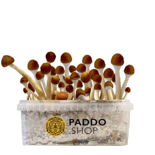 Mazatapec kit per la coltivazione di funghi magici paddo.shop