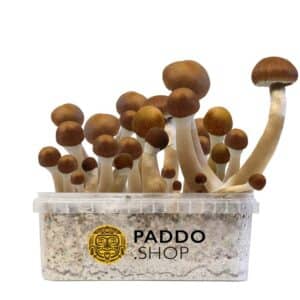 McKennaii mushroom grow kit paddo.shop