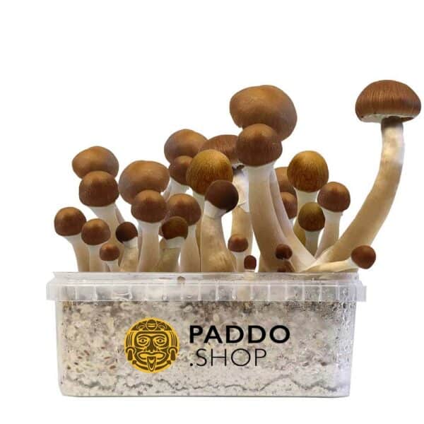 McKennaii magic mushroom grow kit paddo.shop