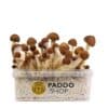 Mexican mushroom grow kit paddo.shop