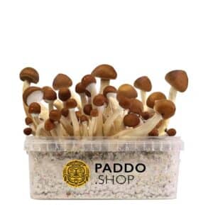 Mexican paddo growkit paddo.shop