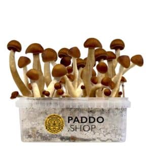 Thai paddo growkit paddo.shop