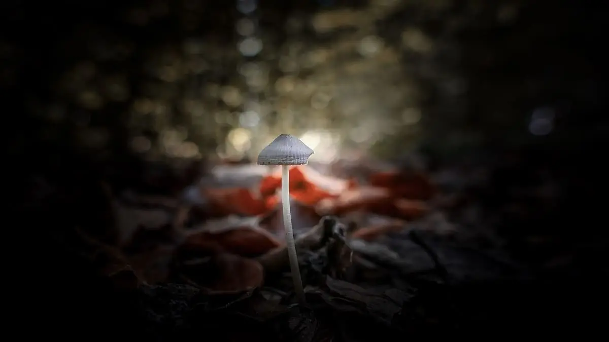 Mushrooms's in digital media: games, movies and art inspired by psychedelics